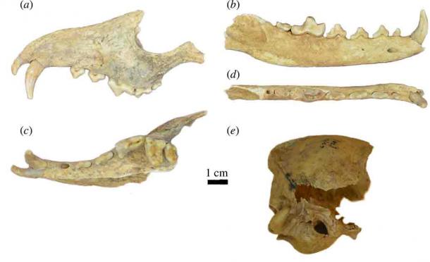 The bones had previously been identified as a Lycalopex, but are now confirmed to be an extinct Patagonian fox, which appears to have been domesticated (Royal Society Open Science)