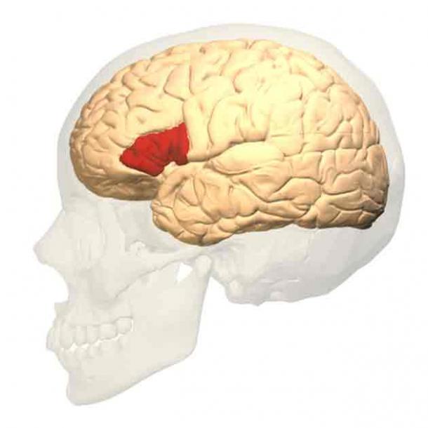 Broca's area (shown in red). (Polygon data were generated by Database Center for Life Science(DBCLS)[2]./CC BY-SA 2.1 JP)