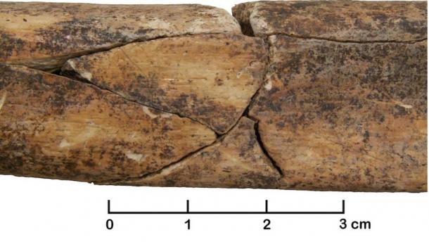 An ancient mass grave in Germany has revealed broken bones, such as this fractured adult human tibia.