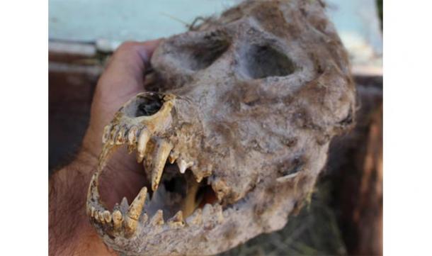 Bulgarian farmer discovers skull resembling werewolf in a sealed box