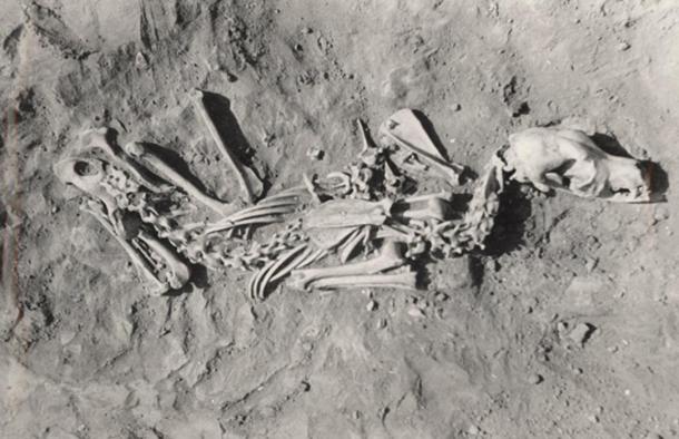 This dog was buried in a crouched or sitting position. 