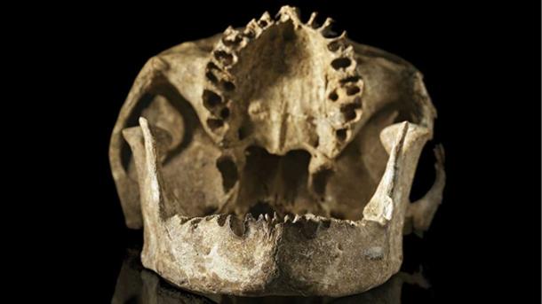 A skull showing burn marks and intentional removal of teeth.