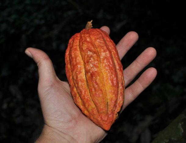 Una vaina de cacao recogida de un árbol que crece en el abismo "Ion Dzadz" en Cobá, Yucatán, México. (Universidad Brigham Young)