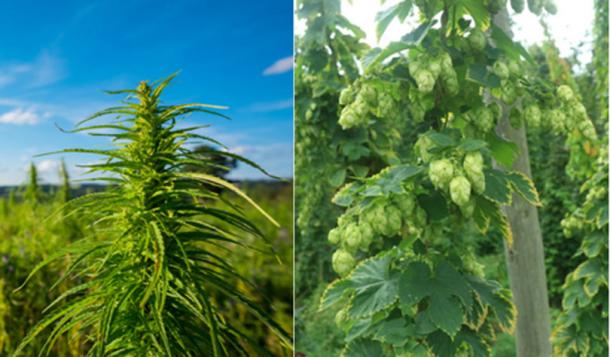 Left; cannabis plant, Right; Hop plant. Both are part of the same flowering plant family (Cannabaceae). Soucre:  (Dmytro Sukharevskyi /Adobe; CC BY-SA 2.0)