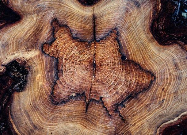 The carbon in a tree ring reflects when the tree was photosynthesizing and, therefore, taking carbon out of the atmosphere. (Pixabay License)