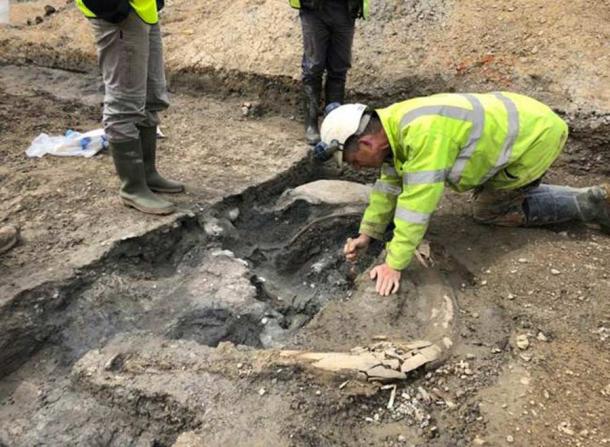 An archaeologist carefully excavating a tusk at the Swindon site. (DigVentures)