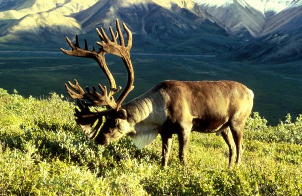 This caribou with its magnificent rack in Alaska is the same species called reindeer in Scandinavia. 