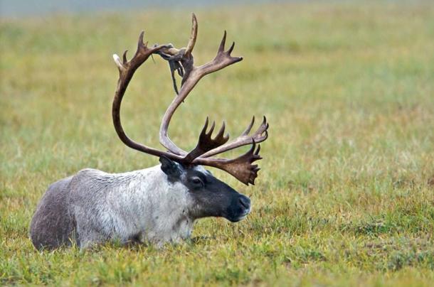 Although far from identical, similarities with the horns of a caribou have been drawn