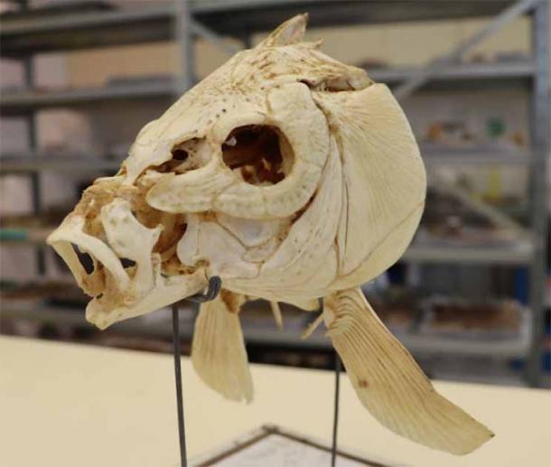 The carp skull presented is from the Natural History Collections housed at the Steinhardt Museum of Natural History, Tel Aviv University. (Tel Aviv University/Nature)