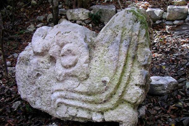 This sculpted serpent's head is what first drew the team to Vista Alegre.  It would have been part of a pair that market either side of the stairs leading to a main pyramid structure at the site.  (Costa Escondida Project)