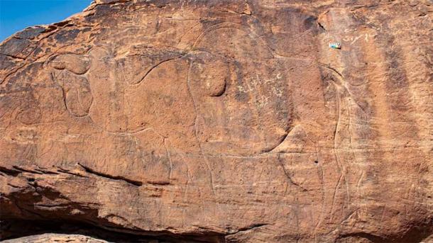 Experts will continue to unravel the true significance and intent behind the camel carvings that adorn the Arabian Peninsula. It is currently challenging to link the rock art to a particular culture or time period. (Maria Guagnin, et al/Science)