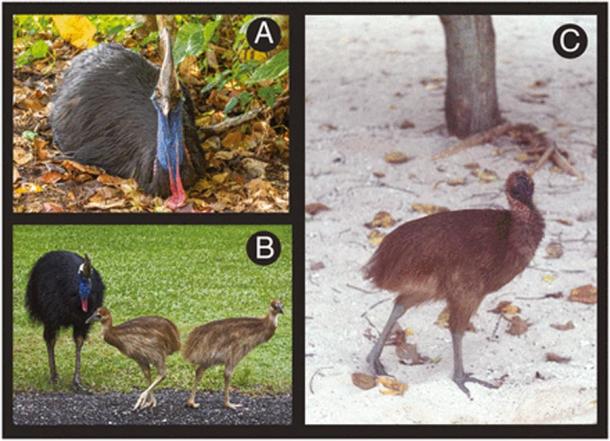 Fig. 7 from the PNAS study: Cassowary reproductive ecology featuring male parental care: (A) Male cassowary sitting on the forest floor; (B) Male cassowary and two juveniles; and (C) young cassowary chick. (PNAS)