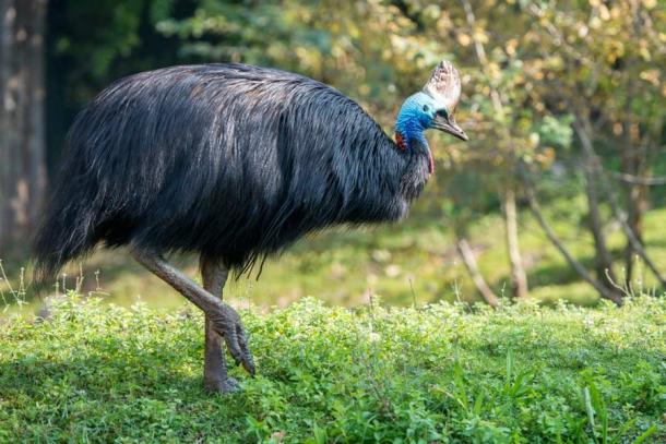 A giant cassowary closeup. (Andrea Izzotti / Adobe Stock)