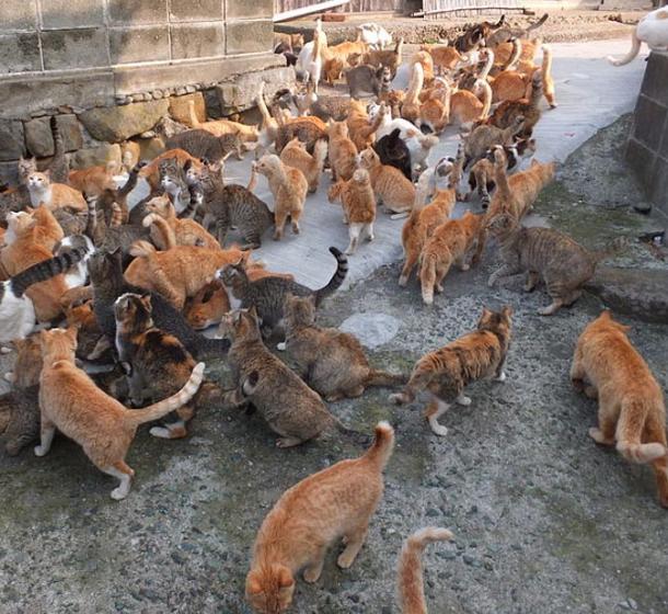 Some of the cats on Aoshima Island, also known as ‘Cat Island’, Japan.