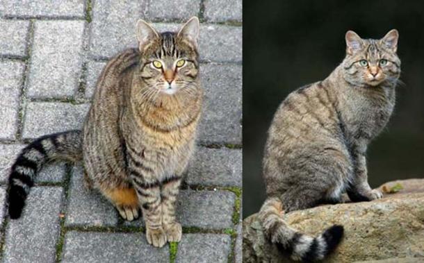 Right, A European wildcat (F. s. silvestris) bearing a similar coat pattern to that of a tabby cat (Left). It is thought that the tabby pattern originates from the numerous subspecies of the wildcat. 