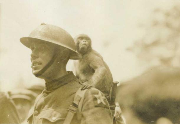 Military monkeys seem to have been common for centuries.  Pictured is a sailor and a monkey, 1921 (USMC History Division / CC BY 2.0)