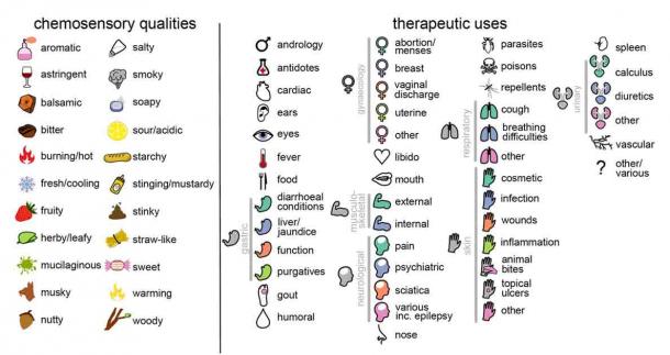 The 22 chemosensory qualities and 46 therapeutic uses studied here. Each chemosensory quality and use is represented by an icon that is used throughout the manuscript. Therapeutic uses that share an icon are considered to represent the same category of use (25 in total); these are linked by grey bars. (Leonti, M., et al./elife)