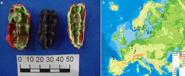 The studied material and its origin. a One of the chewing gums from Huseby Klev, (Fynd 2037), with two plastelina casts for each side. b The location of the sites, genomes from which were used in this study