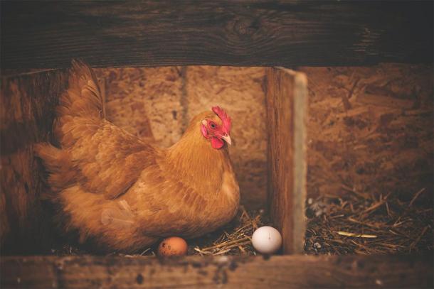The eating of chickens and eggs became popular during Lent in the 10th and 11th centuries. (Alison Burrell / Public Domain)