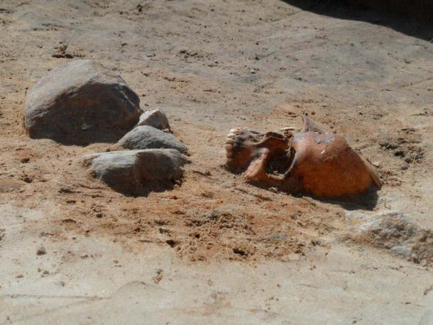 The vampire child burial discovered in Pień, Poland. (Institute of Archaeology - Nicholaus Copernicus University, Torun)