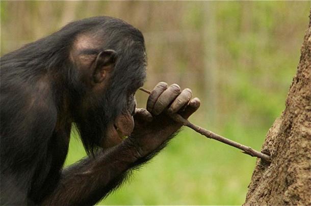 A chimp using a stick as a tool.
