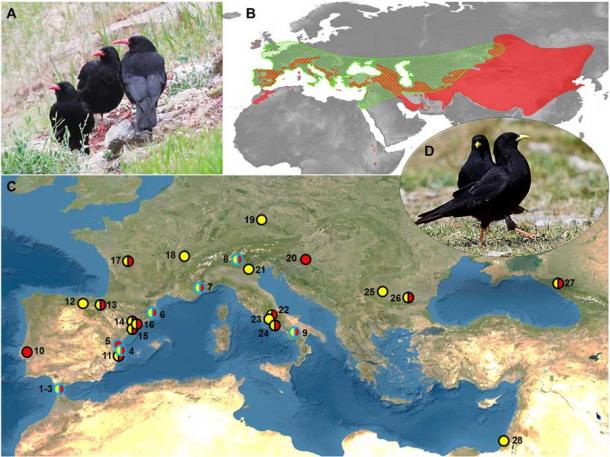 Figure 1 from the study show the range of choughs and Neanderthals. (A) Red-billed choughs; (B) Map showing the current pooled distribution range of red-billed and Alpine choughs (in red), and the estimated range of Neanderthals (green barred area); (C) Sites with evidence of both Neanderthal occupation and the presence of chough skeletal elements. The presences of red-billed choughs, Alpine choughs or both species are represented by red, yellow, or red-yellow circular markers. Markers with blue borders represent sites with the presence of processed chough fossils remains, while circles with black borders represent sites where processing marks were not searched for or not recorded. (Frontiers in Ecology and Evolution)