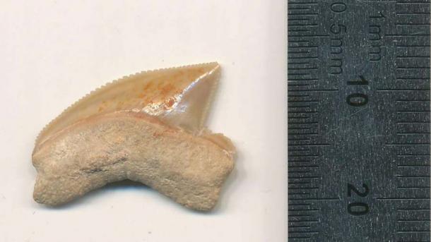 Un primer plano (del estudio del periódico Frontiers) de uno de los 29 dientes de tiburón antiguos encontrados en un sitio palestino de la Edad del Hierro en el barrio de la Ciudad de David en Jerusalén Este. (Reseña de Omri Lernau / Frontières)