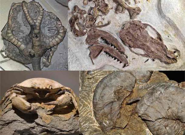 Collage of four fossil taxa/genera. (PaleoNeolitic/CC BY 4.0)