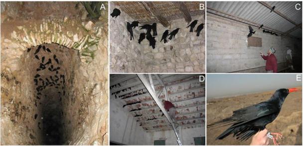 Figure 2 from the study: (A) Example of a communal roost of red-billed choughs in a well (Cuenca province, Spain); (B) Details of the position of choughs after being cornered by human (experimental) predators, and (C) their capture by hand, and (D) with the help of a ladder in communal roosts located in buildings in Aragón (Spain). (E) A red-billed chough marked with leg rings for individual identification. Photo credits: A (J. A. Cuevas), B (G. Blanco), C, D (J. M. García), E (Ó. Frías). (Frontiers in Ecology and Evolution)