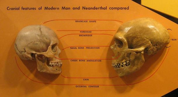 Anatomical comparison of skulls of Homo Sapiens (left) and Homo neanderthalensis (right). Museum of Natural History in Cleveland. 