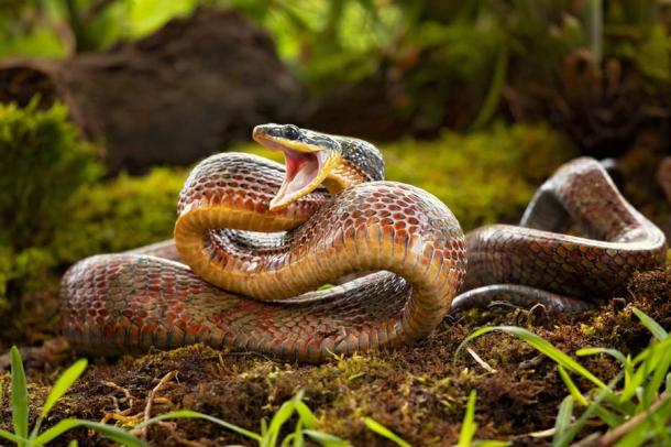 The study concludes that snakes have strongly influenced primate evolution. (Milan / Adobe Stock)