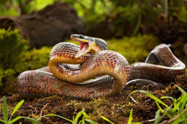 El estudio concluye que las serpientes han influido fuertemente en la evolución de los primates. (Milán / Adobe Stock)