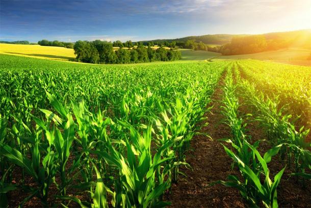Animation How Maize Corn Harvester Works As Farming Developed So Did Cooperation And Violence Animation How Maize Corn Harvester Works As Farming Developed So Did Cooperation And Violence