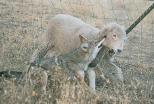 A coyote often attacks by biting the throat of the prey