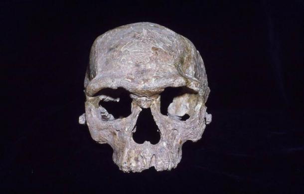 This skull of Jebel Irhoud in Morocco is often called a modern human ancestor.  The topic of human descent is carefully investigated in a new study.