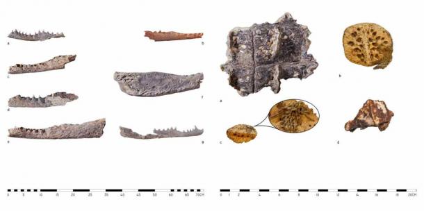 Parte de los restos de cabeza de cocodrilo encontrados en la tumba de la necrópolis tebana. (Dr. Patryk Chudzik/Revista de Arqueología Africana)