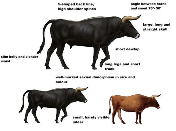 Restoration of the aurochs based on a bull skeleton from Lund and a cow skeleton from Cambridge, with characteristic external features of the aurochs.
