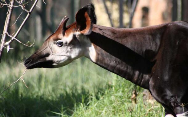 The okapi stayed in cryptid status for a long time, as they are quiet animals that live in dense forests. However, the okapi may have been depicted as early as the 5th century BC. Its unique ossicones led to its nickname as an African unicorn. (DerekKeats / CC BY SA 2.0)