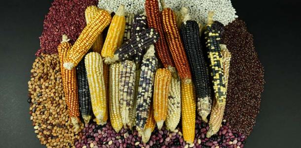 El cultivo de maíz cambió todo en América Central y los Estados Unidos actuales para los nativos americanos, y es interesante notar que las semillas del cultivo de maíz llegaron de América del Sur a Belice hace casi 5500 años. (FLAAR Mesoamérica)
