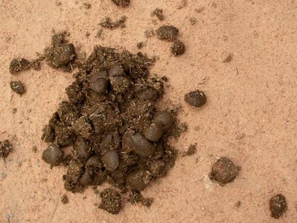 Many cultures use feces in traditional medicine, although it’s nowhere near as popular as it used to be (DowntownGal / CC BY SA 3.0)