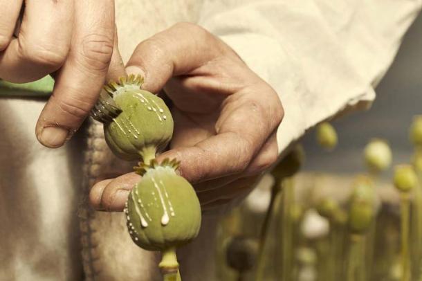 Detail of cutting poppy heads with a knife to harvest opium latex. (Couperfield /Adobe Stock)