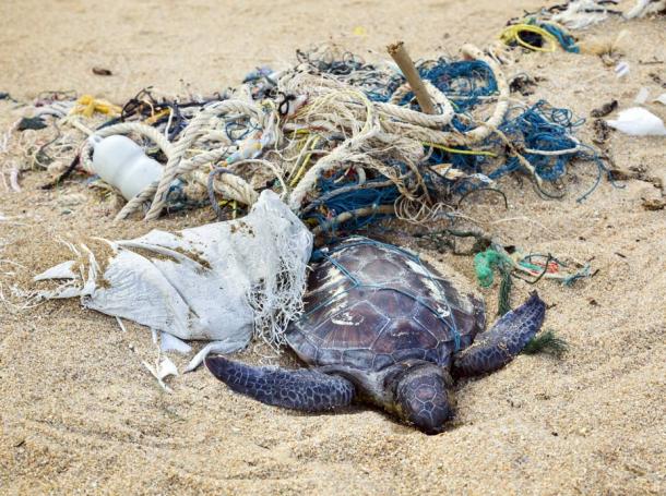 Esta tortuga muerta, muerta por las redes de pesca, transmite claramente la imagen del impacto humano en la extinción de animales desde la era industrial.