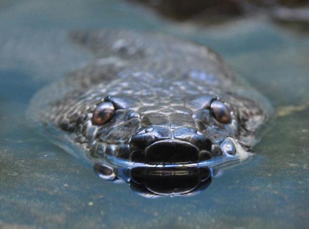 It can be difficult to assess the true size of a snake, especially if partially submerged (Ted / CC BY-SA 2.0)