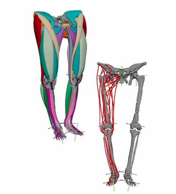 A digitization of the muscle attachment areas used to build the model of Lucy’s muscles, next to the completed 3D muscle model. (Dr Ashleigh Wiseman/Royal Society Open Science)
