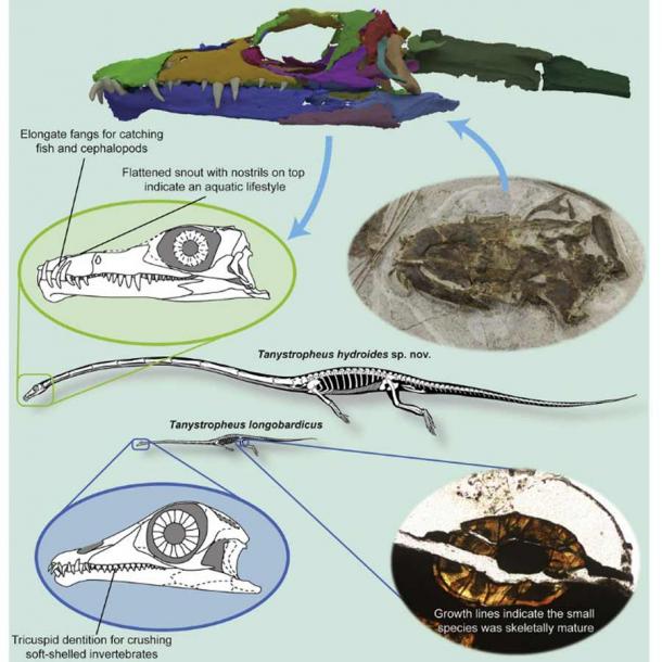 The two Tanystropheus dinosaur species: Tanystropheus hydroides (above) and Tanystropheus longobardicus (below). (Current Biology journal