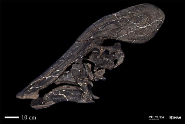 El cráneo del dinosaurio de Nuevo México y su distintivo hueso de cresta Tlatolophus. (Juan Miguel Contreras, fotógrafo técnico, Instituto de Geología/INAH)