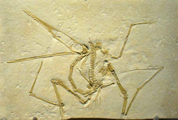 This is a fossil of a flying dinosaur, a Pterodactylus antiquus, and a close cousin of this species was apparently still alive in France in the 1850s according to newspaper reports at the time. (Daderot / Public domain)