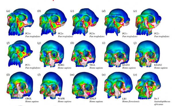 Strain distribution maps during biting simulations of chimpanzees (a to f) and a sample of modern humans and extinct species. (Interface Focus / CC BY 4.0)