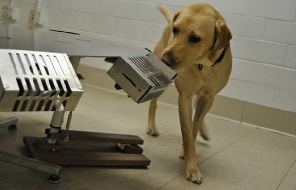 A dog searching for an ancient artifact in a ‘scent wheel.’