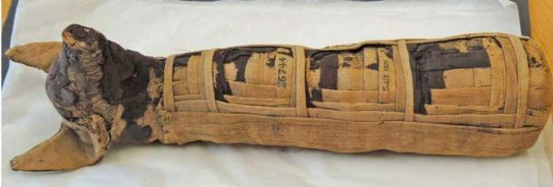 Mummy of a dog with naturistically modelled head, face covered with dark-brown linen, one eye applied. The body is wrapped in linen and the front panel is elaborated with concentric squares of interwoven light and dark brown narrow linen bandages. Found in Thebes, Egypt. (Trustees of the British Museum / CC by SA 4.0)